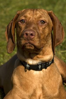 Hungarian Vizsla Royalty Free Stock Photo Hungarian Vizsla Royalty Free Stock Photo
