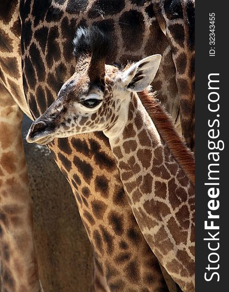 Young Just Born Baby Masai Giraffe Standing By Mom Portrait