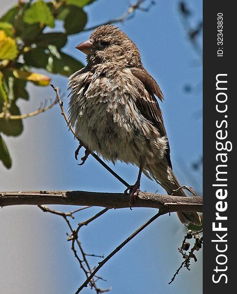 Common House Finch Sitting On Tree Branch. Common House Finch Sitting On Tree Branch