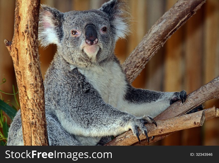 Australian Koala Bear Sitting In Tree Facing Viewer