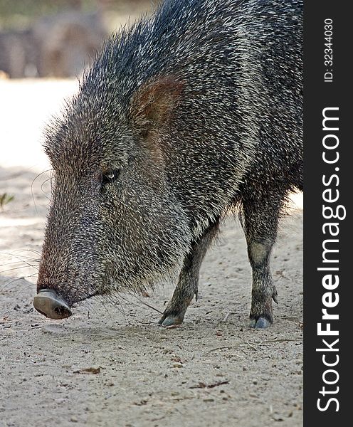 Chacoan Wild Pig Profile Head Portrait. Chacoan Wild Pig Profile Head Portrait