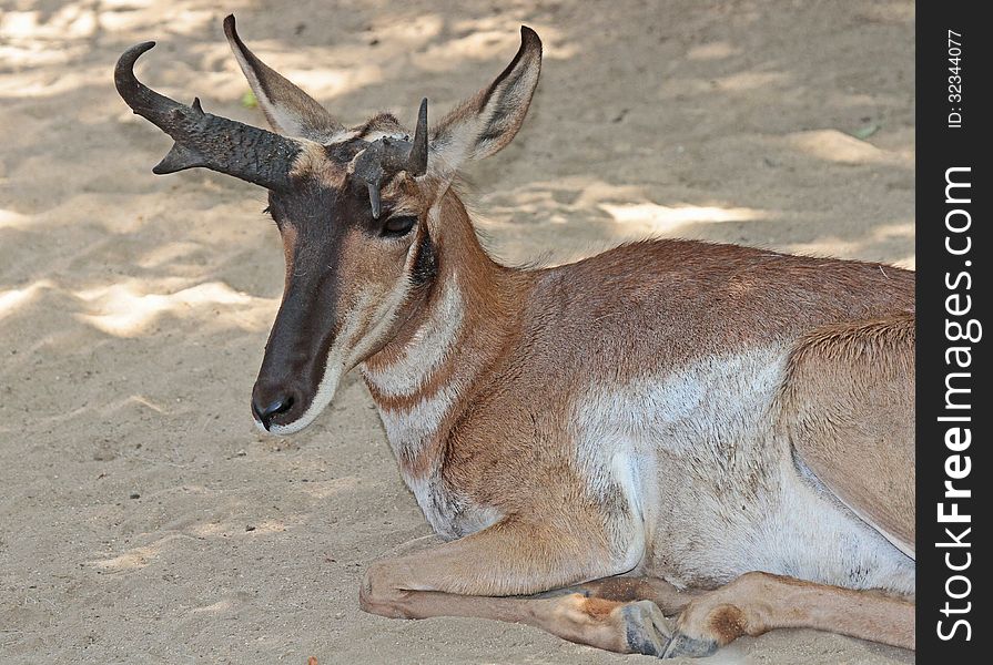 Male American Desert Antelope Sitting In Sand