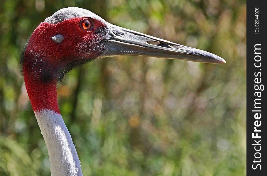 Large Red Head Tropical Asian Bird. Large Red Head Tropical Asian Bird