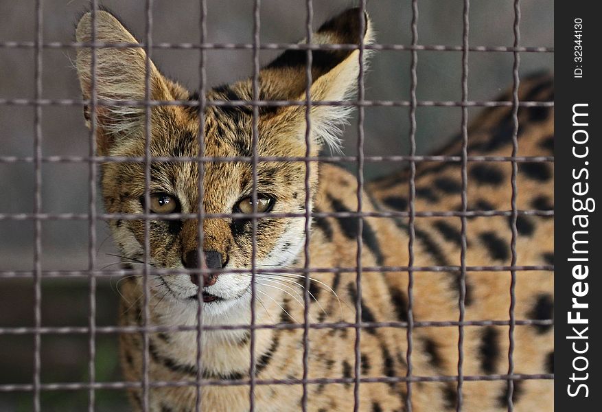 Young African Serval Feline Looking Through Cage Wire. Young African Serval Feline Looking Through Cage Wire