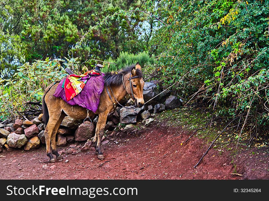 Mule in the Simien Mountains, Ethiopia. Mule in the Simien Mountains, Ethiopia