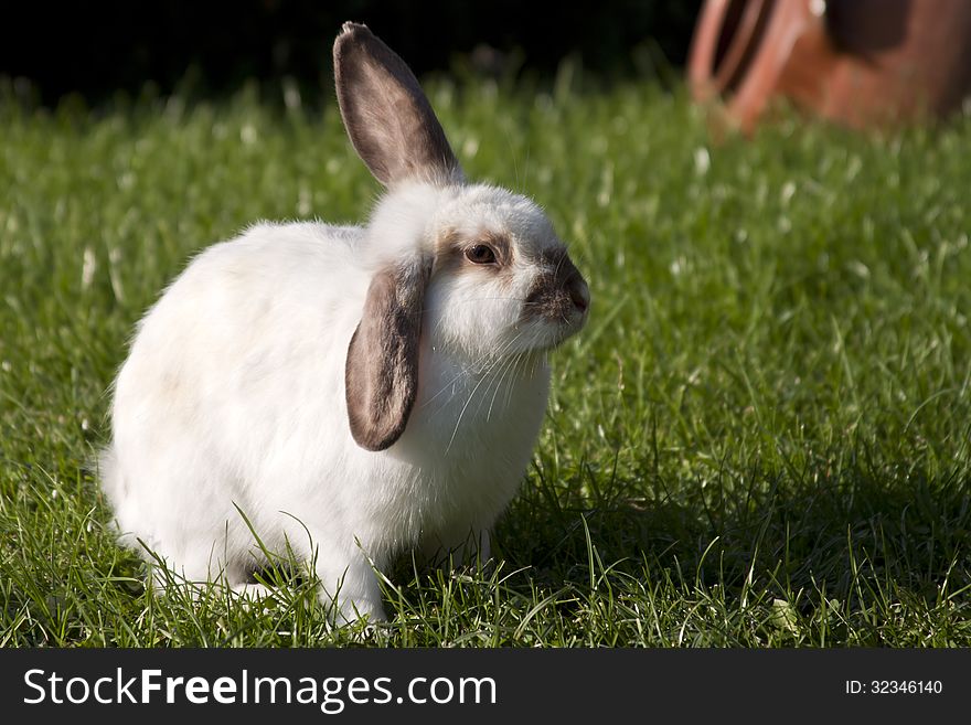 White rabbit on the grass .
