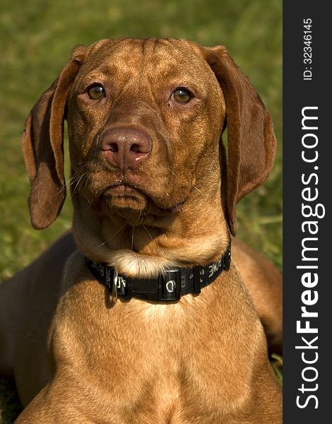 Hungarian vizsla outdoors in the garden