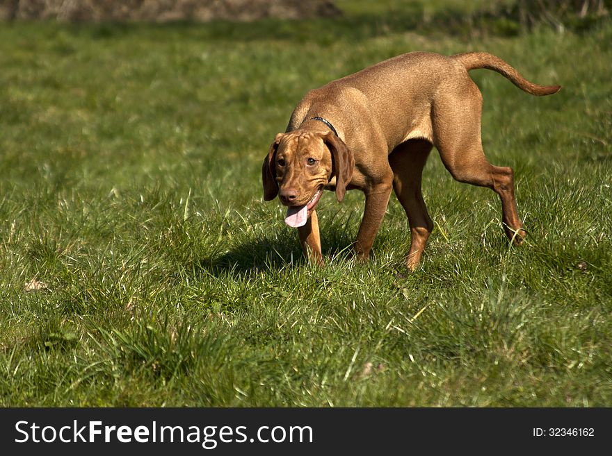 Hungarian Vizsla