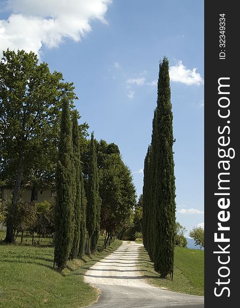 Italian Lane With Cypresses