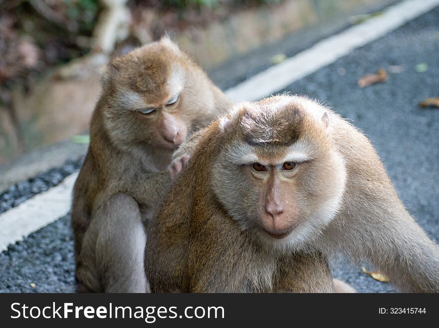 wild monkeys at monkey hills female and male