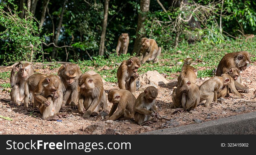 Wild monkeys at monkey hills