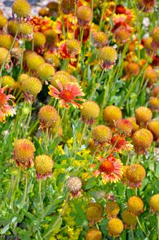 Orange Echinacea Flowers Stock Photography Orange Echinacea Flowers Stock Photography