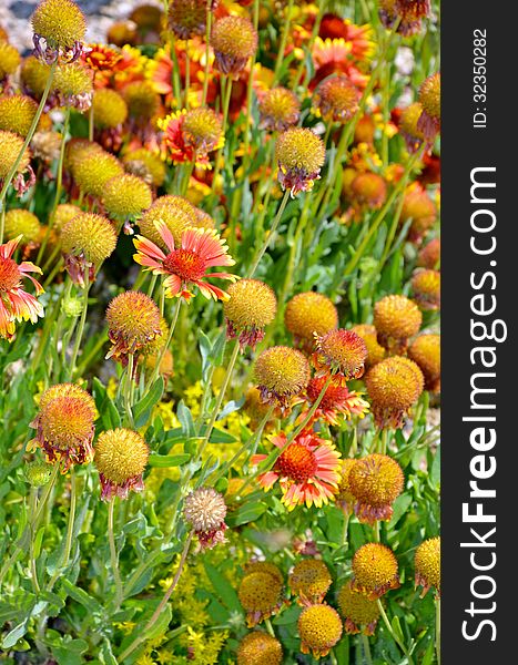 Orange echinacea flowers