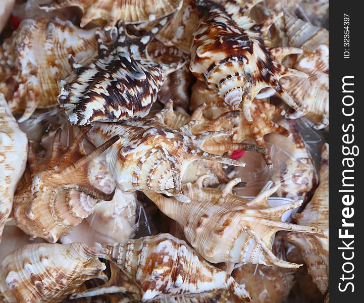 Background of seashells photographed close-up. Whole background.