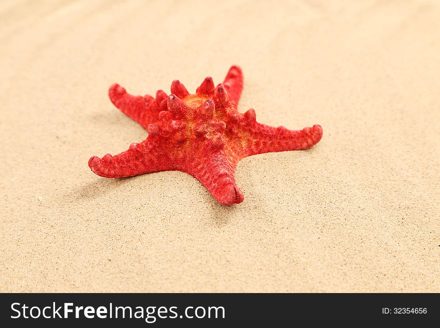 One red starfish is located on sandy background