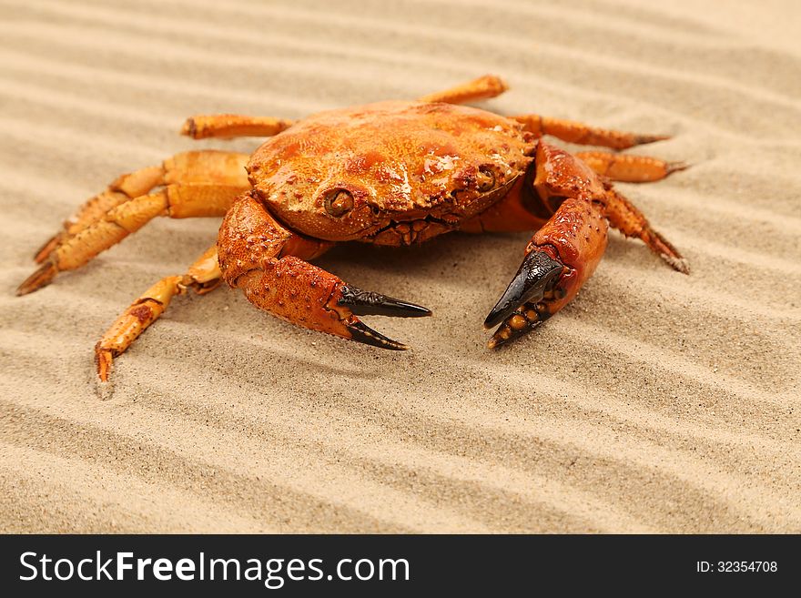 One crab is located on sandy background