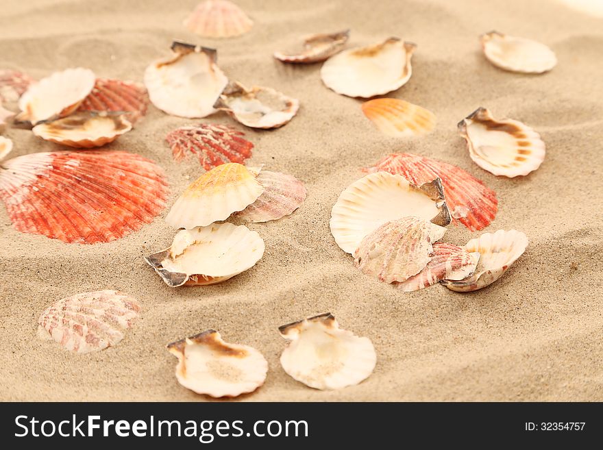 Lot Of Shells Is Located On Sandy Background