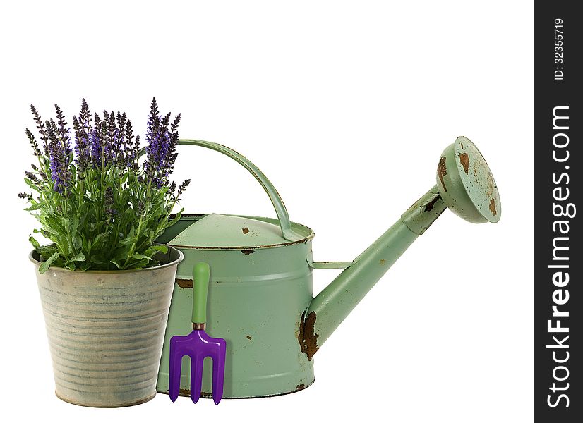 Fresh lavender in an aluminum bucket with rustic watering can. Fresh lavender in an aluminum bucket with rustic watering can