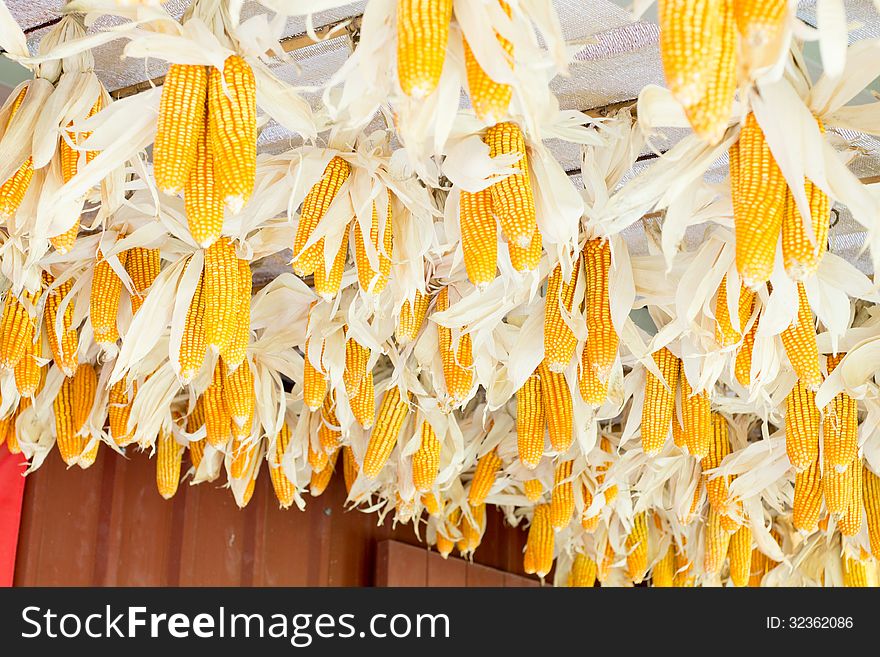 Dried corn hanging under the eaves