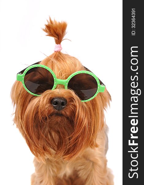 Cute summer portrait of yorkshire terrier in sunglasses closeup isolated on white and looking at camera