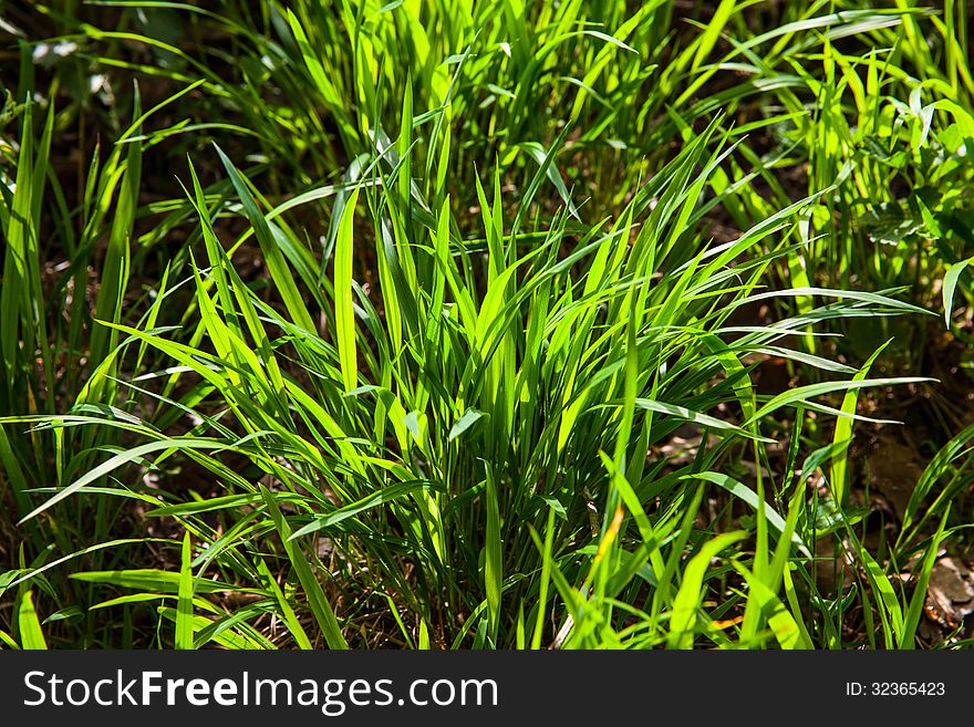 Close up on fresh green grass texture background