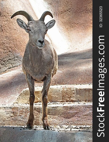 Female Desert Bighorn Sheep Standing Facing Viewer