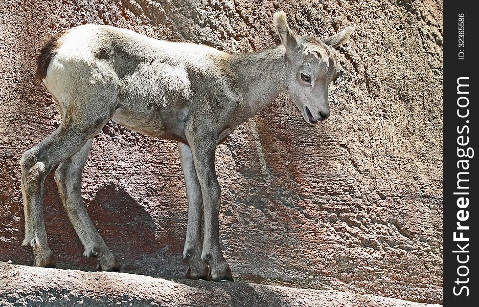 Baby Bighorn Sheep Standing On Rocky Ledge. Baby Bighorn Sheep Standing On Rocky Ledge