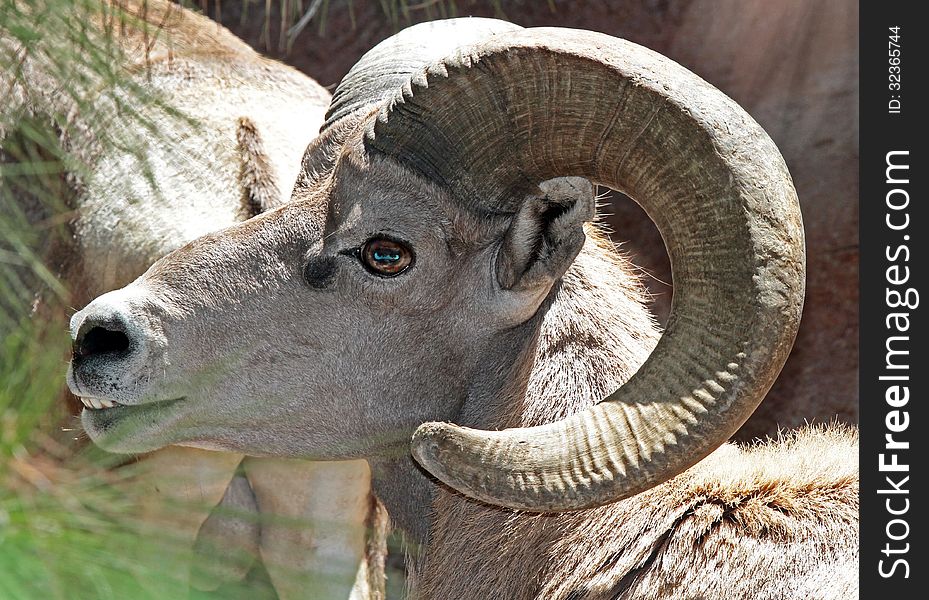 Male Desert Bighorn Sheep In Profile Portrait