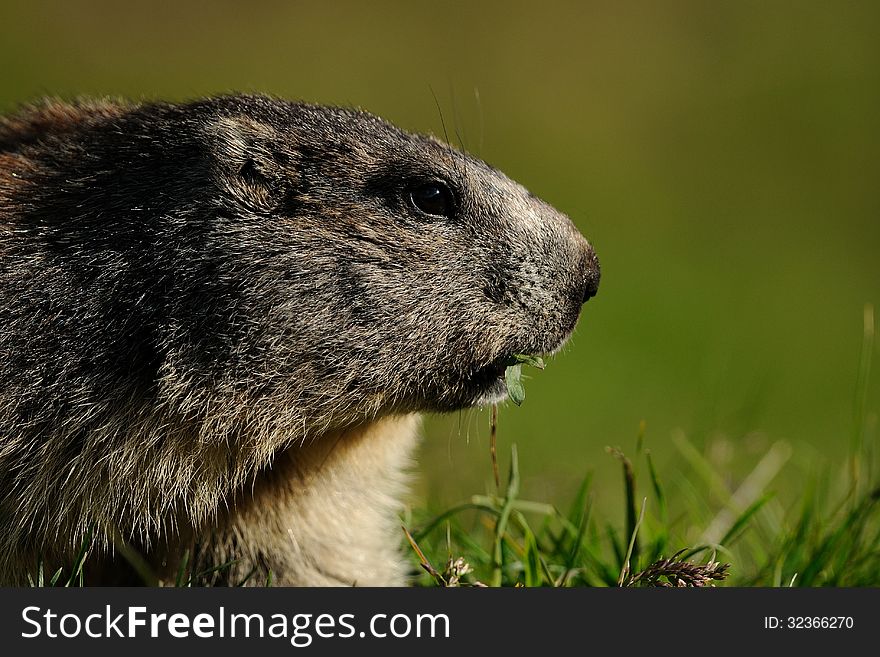 The portrait of this large squirrel i can photograph in the European Alps. The portrait of this large squirrel i can photograph in the European Alps.