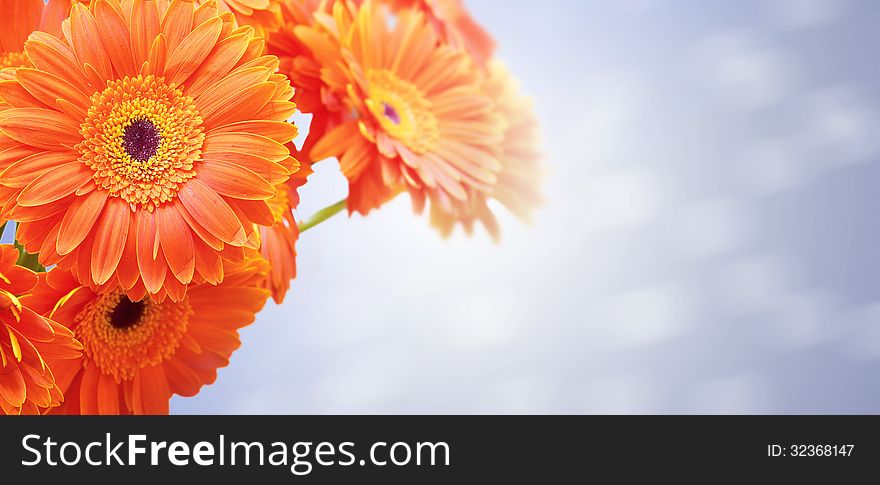 Background for design with a bouquet of orange flowers