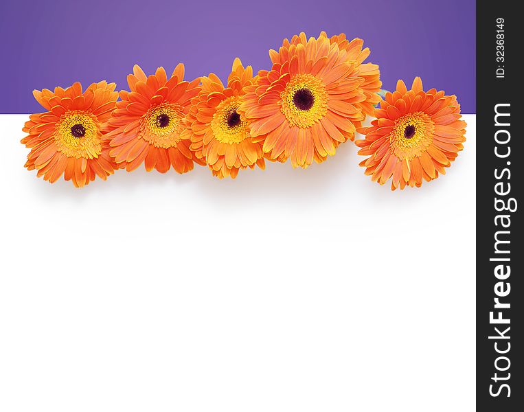 Background for design with orange gerbera flowers on white. Background for design with orange gerbera flowers on white