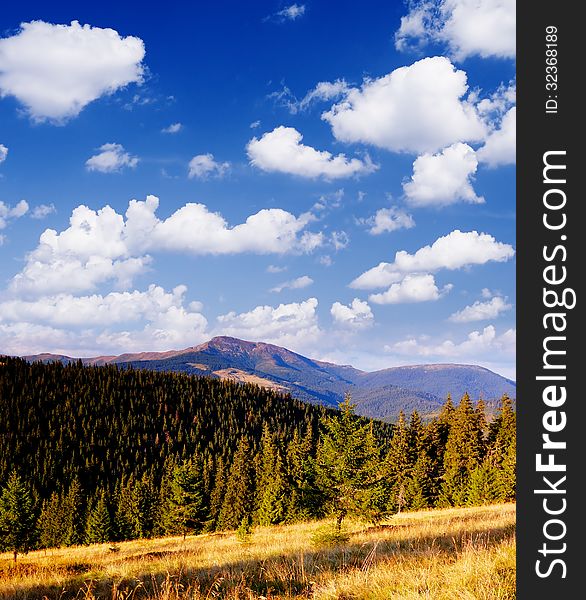 Coniferous forest in the mountains of a bright sunny day. Coniferous forest in the mountains of a bright sunny day