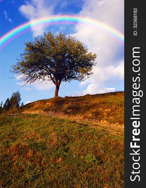 Lonely tree in the meadow with rainbow. Lonely tree in the meadow with rainbow