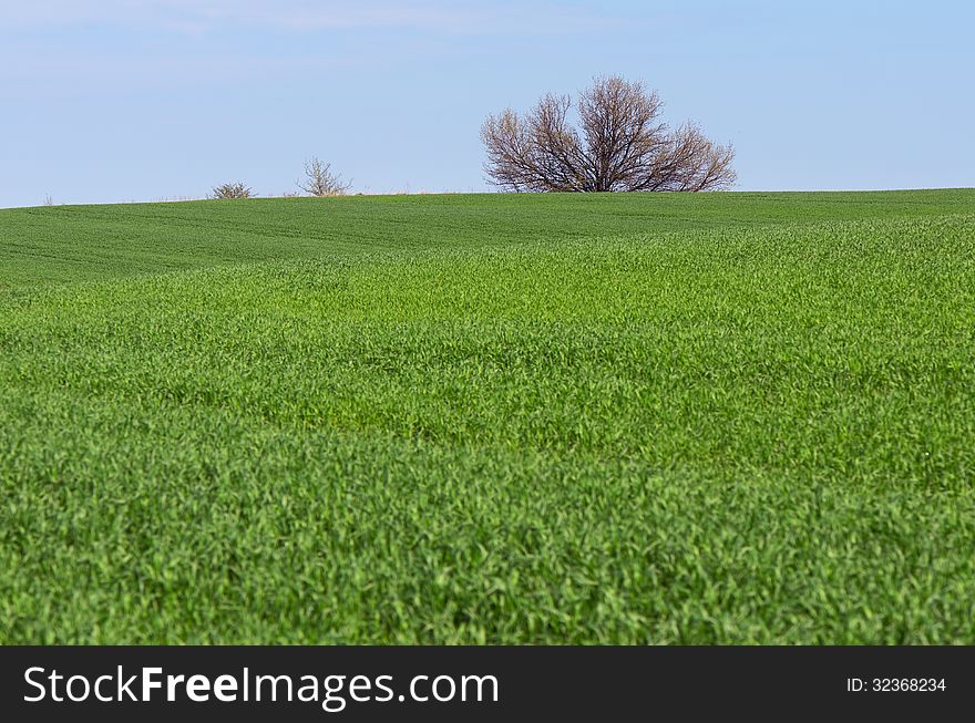 Green spring field with young wheat. Green spring field with young wheat