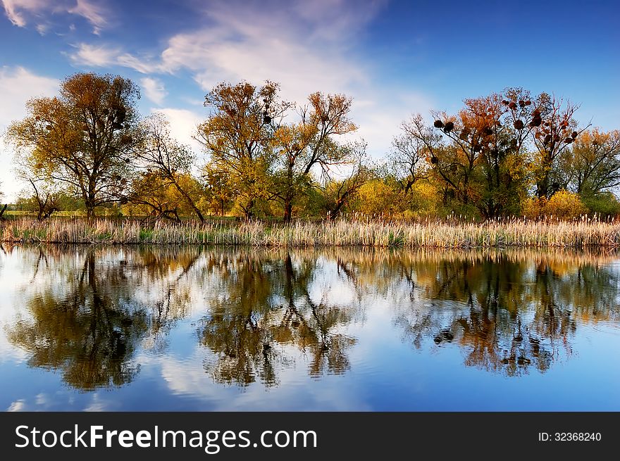 Trees On The River Bank