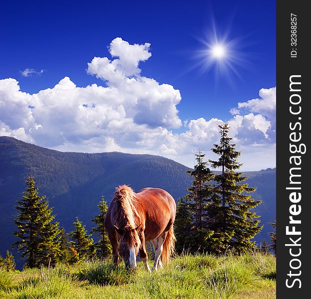 Summer landscape with a horse in the mountains