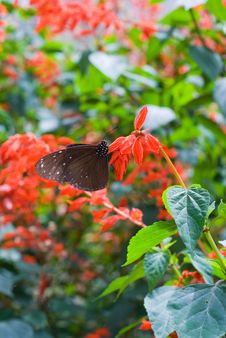 Black And Brown Butterfly Stock Image Black And Brown Butterfly Stock Image