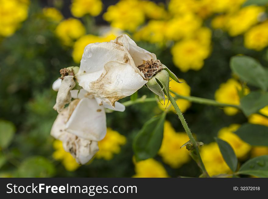 Dead white rose on a green/yellow background