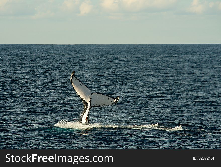 Whales watching in sydney australia