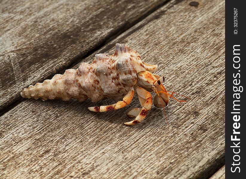 Hermit Crab in his Shell closeup on Weathered Wooden Planks background