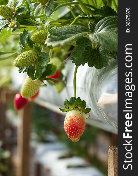 Red fresh strawberry and green leaves in plantation