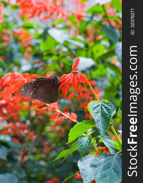 Black and brown butterfly on red flower