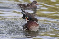 Wild Duck Royalty Free Stock Image Wild Duck Royalty Free Stock Image