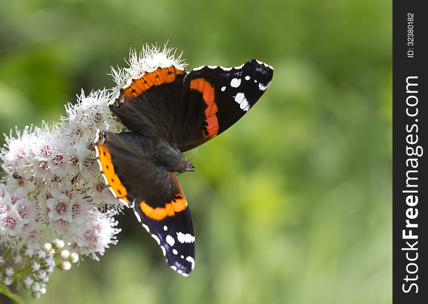 Admiral (lat. Vanessa atalanta - day butterfly family Nymphalidae. Admiral (lat. Vanessa atalanta - day butterfly family Nymphalidae.