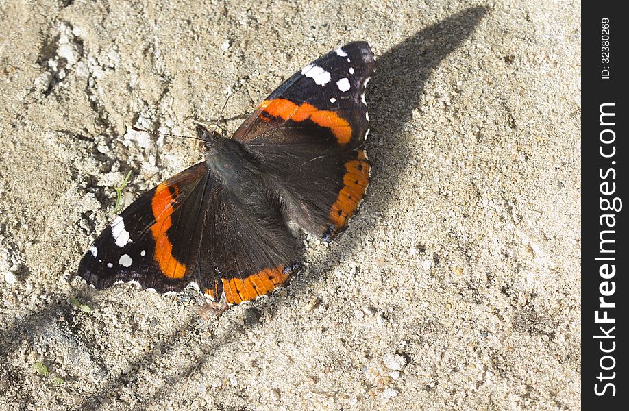 Admiral (lat. Vanessa atalanta - day butterfly family Nymphalidae. Admiral (lat. Vanessa atalanta - day butterfly family Nymphalidae.