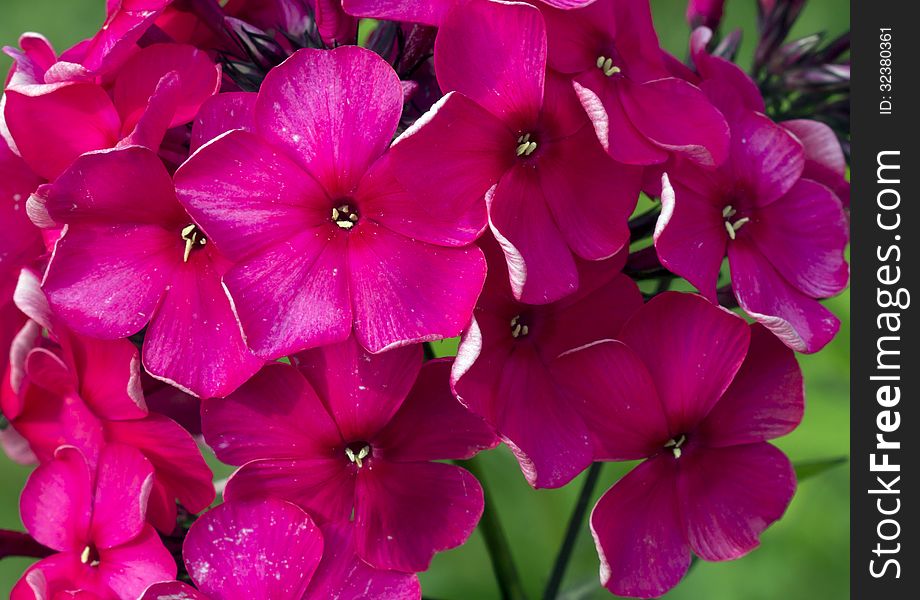 Phlox.