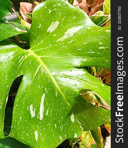 Real Monstera In Sunshine Rainy For Cover Wallpaper Planner Pad Phone , 4K HD Can Resize To Print