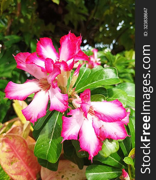 Real Pink flowers in rainy sunshine,on resort thailand, HD4K can resize printable, wallpaper pad laaptop phone, cover planner book