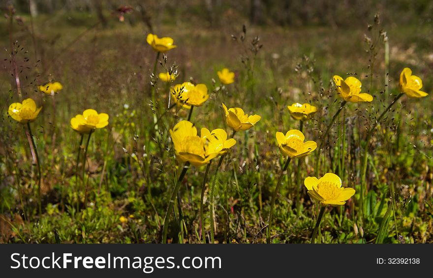 Small yellow wild flowers in the field oaks forest (anemone ranunculoides). Small yellow wild flowers in the field oaks forest (anemone ranunculoides)