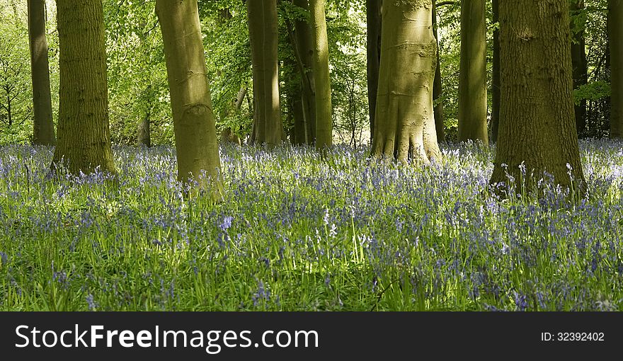 A carpet of bluebells in the woods in England. A carpet of bluebells in the woods in England